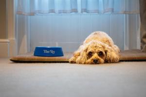 鲍内斯温德米尔The Ro Hotel Windermere的一只狗躺在蓝色标志旁边的地板上