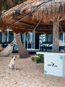 玛哈威Pronoia Casa de Playa的一只狗坐在度假村前的海滩上