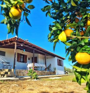 科罗尼Anastasios House的前面有橘子树的房子