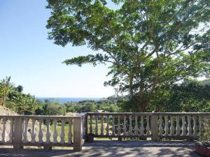 罗阿坦Roatan’s green view getaway.的木凳坐在树前