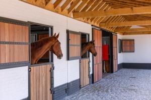 布鲁日Lady - Charming double room at ranch "De Blauwe Zaal"的两匹马从马 ⁇ 跳出来