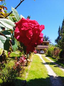 帕拉蒂Pousada Soul Green的房子前面的灌木丛上红玫瑰