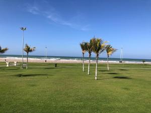马斯喀特Heritage Hostel Muscat的海滩附近的公园里一群棕榈树