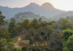 瓦亚纳德Jungle Woods 900kandi的享有背景的森林美景