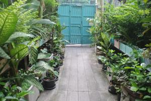 曼谷生态之家民宿的花园走廊,种植了植物,设有蓝色的围栏