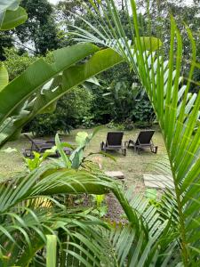 福尔图纳Iki Volcán Arenal的棕榈树花园内的两把躺椅