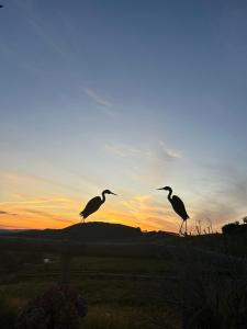 陶波Hilltop Whakaipo Estate的日落时分,两只鸟站在围栏上