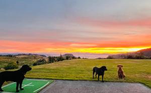 陶波Hilltop Whakaipo Estate的三只狗站在草地上,背着日落