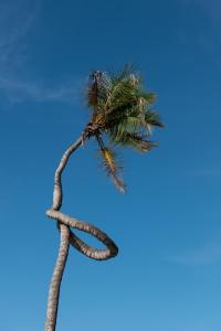 MfumbwiBe Zanzibar Boutique Hotel的 ⁇ 棘的棕榈树,有绳子