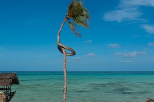 MfumbwiBe Zanzibar Boutique Hotel的海滩上的棕榈树与大海