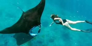 纳闽巴霍DAILY TRIP KOMODO TOUR的和鲸鲨一起在水中游泳的女人