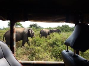 达瓦拉维Wild Safari Clay House的一群大象在草地上行走