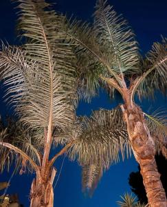 马拉加Luxury B&B Villa Tauro的两棵棕榈树,背后是天空