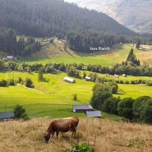 普拉夫Isov Ranch的牧场上的牛,在山地草场上放牧