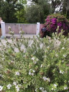 吉索纳恰Villa BRIMI的鲜花和白色围栏的花园