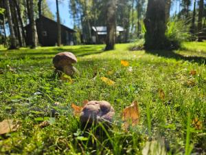 拉普梅茲采姆斯Pie Putniem的草地上两个蘑菇
