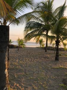 拉斯拉哈斯Casa pacifico的两棵棕榈树,在海滩上