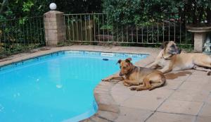 霍维克Urban Bush Lodge的两只狗躺在游泳池旁边