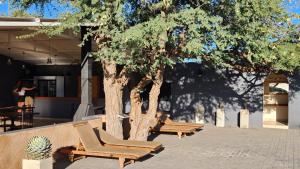 HoachanasJansen Kalahari Guest Farm的坐在树下一排躺椅