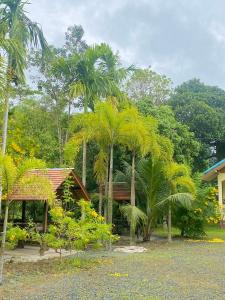 象岛Baanrimklong bungalow的一群棕榈树在房子前面