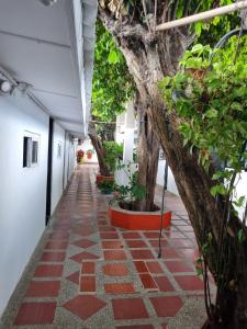 丰塞卡Hotel Mayte的建筑中一条有植物和树木的走道