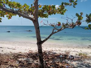 甲米镇Bangkaew Camping place bangalow的海滩上的树,背靠大海
