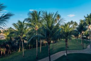 普拉亚多Iberostar Bahia - All Inclusive的公园里的一排棕榈树