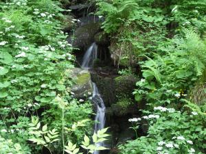 KollnburgQuellenhof Kollnburg的森林中种有植物的瀑布