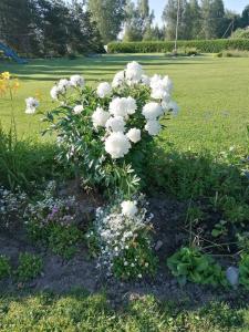Jõesuu玫瑰河别墅酒店的花园中一束白色花
