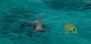 赫尔格达Dolphin house的两个海豚在水中与冲浪板一起游泳