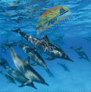 赫尔格达Dolphin house的一群海豚在水中游泳