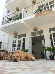 拉维尼亚山山湾宾馆 的一只棕色的狗躺在房子前面的地上