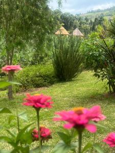 姆巴拉拉馁优热山畔旅馆的花园里的一群粉红色花