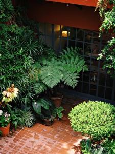 布宜诺斯艾利斯科波拉雅尔丹埃斯孔迪多比翼酒店的一座房子里一束植物