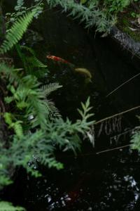 恩施Valley Oasis Villa的鸟在水中,植物