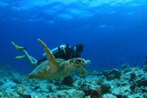 翡诺岛Amilla Maldives的在一个绿色海龟旁边游泳的人