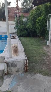 卡塔马卡Oasis del Valle: Casa con Encanto y Pileta的一条狗躺在游泳池旁边的混凝土路面上