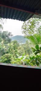 埃尔莱马特Hospedaje y jardin botanico chiltun maya的享有森林树木景致的窗户