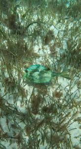 库尔克岛The Coral Casa的躺在草地上的蓝色鱼