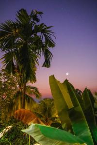 巴东Air Manis Hillside Villa Cafe & Resto的棕榈树,月亮在后方