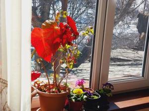 HorsHors guest house by Vanyan的窗台上一盆盆植物的窗户