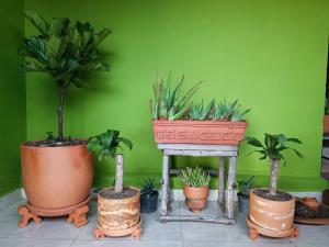 拉基拉Buenavista, espacio natural的绿色墙内盆栽植物群