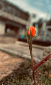 普埃尼亚戈Holiday Home Sovenigo的花朵小橙色,坐在植物顶上