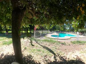 洛斯安赫莱斯Hotel Sol de Alicante的树园中的游泳池