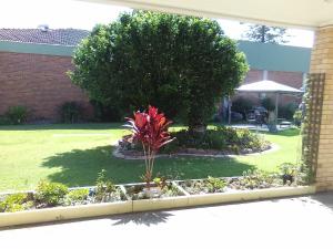 福斯特福斯特和瓦利斯湖汽车旅馆的庭院里种有棕榈树的花园