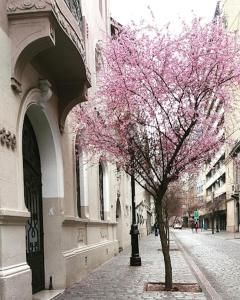 圣地亚哥Hotel Paris Ltda.的一座建筑物旁人行道上一棵树,上面有粉红色的花朵