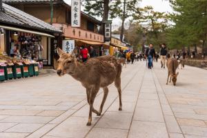 奈良Hotel Rokune的几只鹿沿着街道走