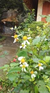 Xuân SơnHang Mua Eco Garden的花园中种有白色和黄色花的灌木