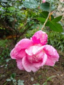 Xuân SơnHang Mua Eco Garden的粉红色的花,上面有水滴