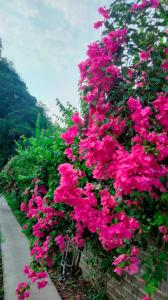 Xuân SơnHang Mua Eco Garden的墙上的一束粉红色的花